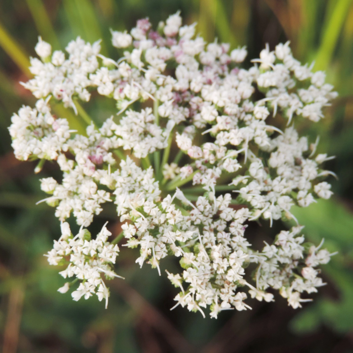 FuturePlanter Alle Pflanzen Im Shop Kümmelblättrige Silge (Selinum Carvifolia) 3 FuturePlanter Alle Pflanzen Im Shop Kümmelblättrige Silge (Selinum Carvifolia)