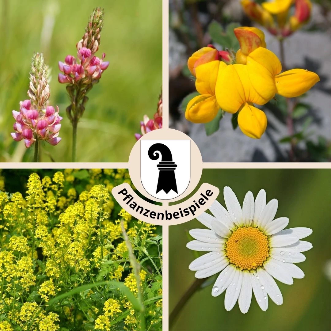 FuturePlanter Alle Pflanzen Im Shop "Basel Stadt" Wildstauden-Set 1 FuturePlanter Alle Pflanzen Im Shop "Basel Stadt" Wildstauden-Set