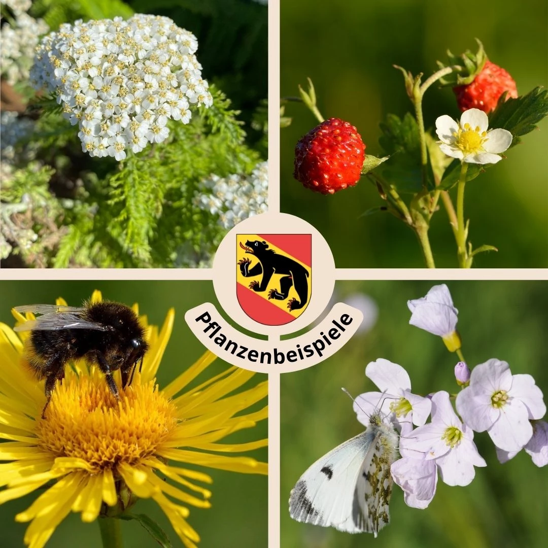 FuturePlanter "Bern Stadt" Wildstauden-Set Alle Pflanzen Im Shop 1 FuturePlanter "Bern Stadt" Wildstauden-Set Alle Pflanzen Im Shop