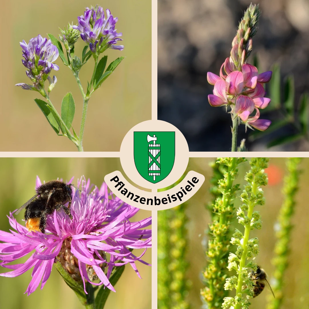 FuturePlanter "St. Gallen" Wildstauden-Set 1 FuturePlanter "St. Gallen" Wildstauden-Set