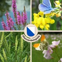 FuturePlanter "Zürich Stadt" Wildstauden-Set