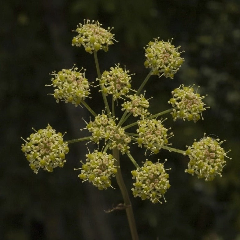 FuturePlanter Gewöhnliche Wiesensilge (Silaum Silaus) Alle Pflanzen Im Shop 1 FuturePlanter Gewöhnliche Wiesensilge (Silaum Silaus) Alle Pflanzen Im Shop