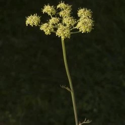 FuturePlanter Gewöhnliche Wiesensilge (Silaum Silaus) Alle Pflanzen Im Shop 6 FuturePlanter Gewöhnliche Wiesensilge (Silaum Silaus) Alle Pflanzen Im Shop