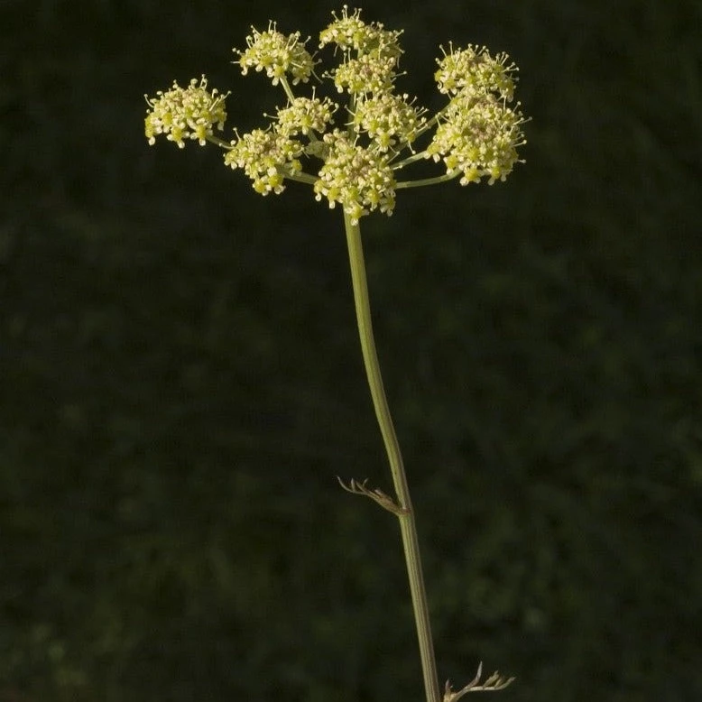 FuturePlanter Gewöhnliche Wiesensilge (Silaum Silaus) Alle Pflanzen Im Shop 3 FuturePlanter Gewöhnliche Wiesensilge (Silaum Silaus) Alle Pflanzen Im Shop