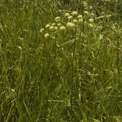 FuturePlanter Gewöhnliche Wiesensilge (Silaum Silaus) Alle Pflanzen Im Shop 7 FuturePlanter Gewöhnliche Wiesensilge (Silaum Silaus) Alle Pflanzen Im Shop