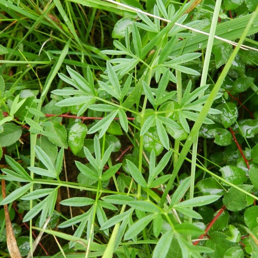 FuturePlanter Gewöhnliche Wiesensilge (Silaum Silaus) Alle Pflanzen Im Shop 2 FuturePlanter Gewöhnliche Wiesensilge (Silaum Silaus) Alle Pflanzen Im Shop