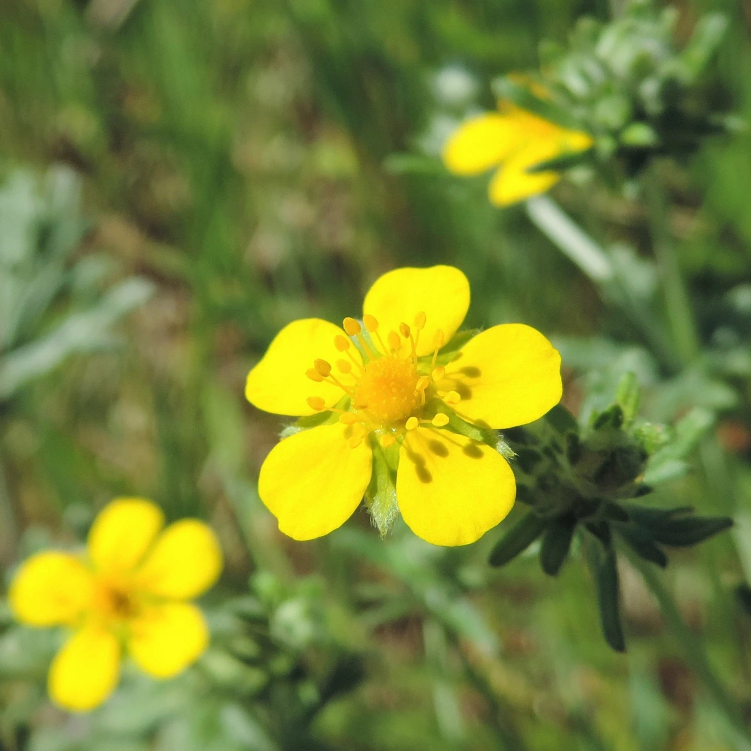 FuturePlanter Alle Pflanzen Im Shop Silber-Fingerkraut (Potentilla Argentea) 1 FuturePlanter Alle Pflanzen Im Shop Silber-Fingerkraut (Potentilla Argentea)