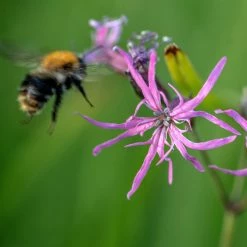 FuturePlanter Alle Pflanzen Im Shop Kuckucks-Lichtnelke (Silene Flos-cuculi)