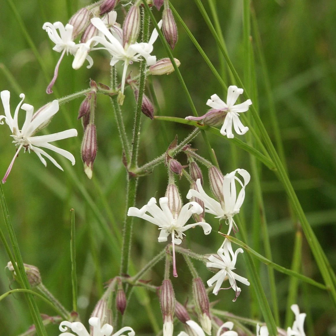 FuturePlanter Nickendes Leimkraut (Silene Nutans) Alle Pflanzen Im Shop 3 FuturePlanter Nickendes Leimkraut (Silene Nutans) Alle Pflanzen Im Shop