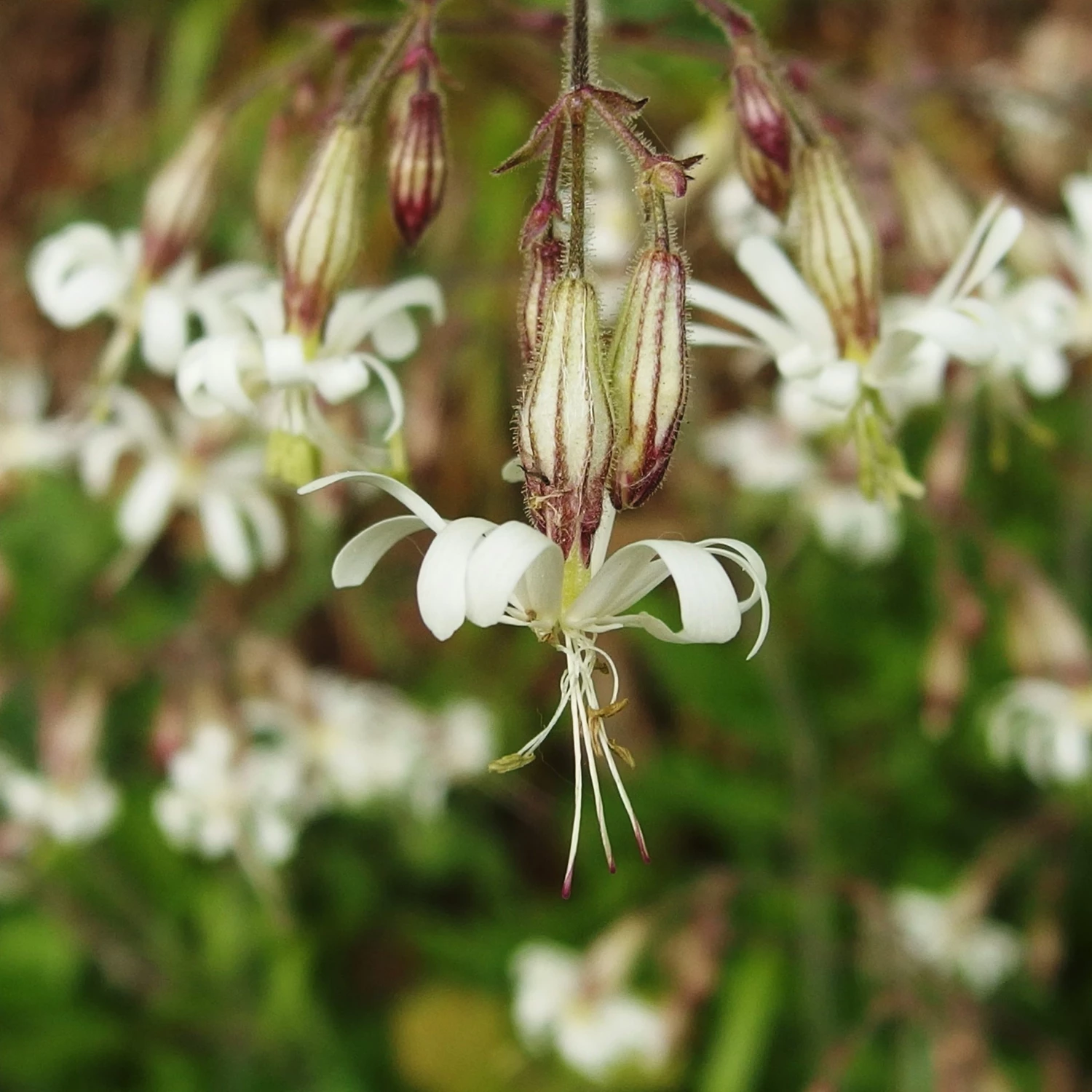 FuturePlanter Nickendes Leimkraut (Silene Nutans) Alle Pflanzen Im Shop 2 FuturePlanter Nickendes Leimkraut (Silene Nutans) Alle Pflanzen Im Shop