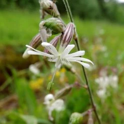 FuturePlanter Nickendes Leimkraut (Silene Nutans) Alle Pflanzen Im Shop