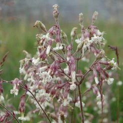 FuturePlanter Nickendes Leimkraut (Silene Nutans) Alle Pflanzen Im Shop 7 FuturePlanter Nickendes Leimkraut (Silene Nutans) Alle Pflanzen Im Shop