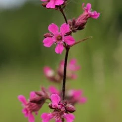 FuturePlanter Gemeine Pechnelke (Silene Viscaria)