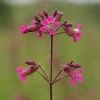 FuturePlanter Gemeine Pechnelke (Silene Viscaria)