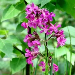 FuturePlanter Gemeine Pechnelke (Silene Viscaria)