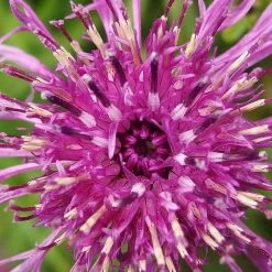 FuturePlanter Skabiosen-Flockenblume (Centaurea Scabiosa)
