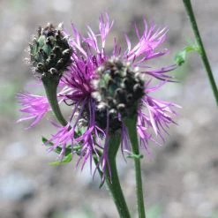 FuturePlanter Skabiosen-Flockenblume (Centaurea Scabiosa)