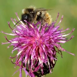FuturePlanter Skabiosen-Flockenblume (Centaurea Scabiosa)