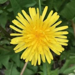 FuturePlanter Steifhaariger Löwenzahn (Leontodon Hispidus)