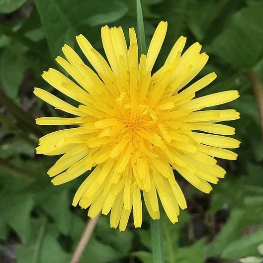 FuturePlanter Steifhaariger Löwenzahn (Leontodon Hispidus) 1 FuturePlanter Steifhaariger Löwenzahn (Leontodon Hispidus)