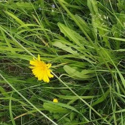 FuturePlanter Steifhaariger Löwenzahn (Leontodon Hispidus) 12 FuturePlanter Steifhaariger Löwenzahn (Leontodon Hispidus)