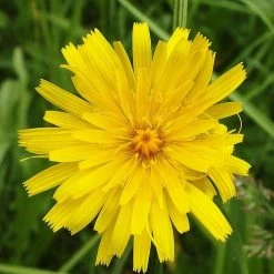 FuturePlanter Steifhaariger Löwenzahn (Leontodon Hispidus)