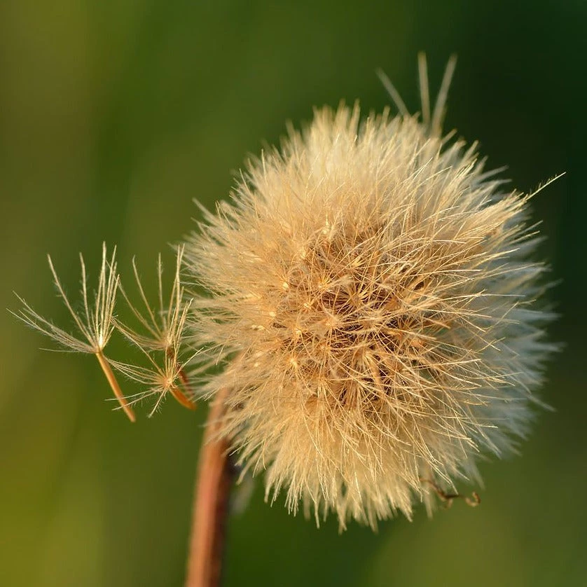 FuturePlanter Steifhaariger Löwenzahn (Leontodon Hispidus) 8 FuturePlanter Steifhaariger Löwenzahn (Leontodon Hispidus)