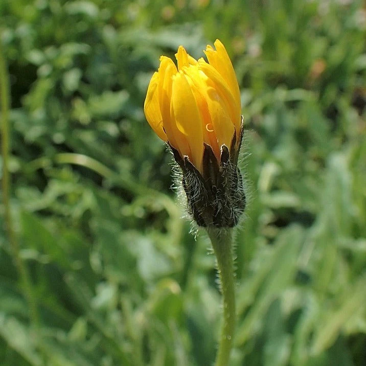 FuturePlanter Steifhaariger Löwenzahn (Leontodon Hispidus) 4 FuturePlanter Steifhaariger Löwenzahn (Leontodon Hispidus)