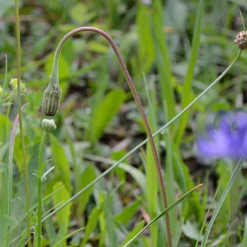 FuturePlanter Steifhaariger Löwenzahn (Leontodon Hispidus) 7 FuturePlanter Steifhaariger Löwenzahn (Leontodon Hispidus)