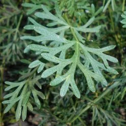 FuturePlanter Steppenfenchel (Seseli Annuum) 15 FuturePlanter Steppenfenchel (Seseli Annuum)