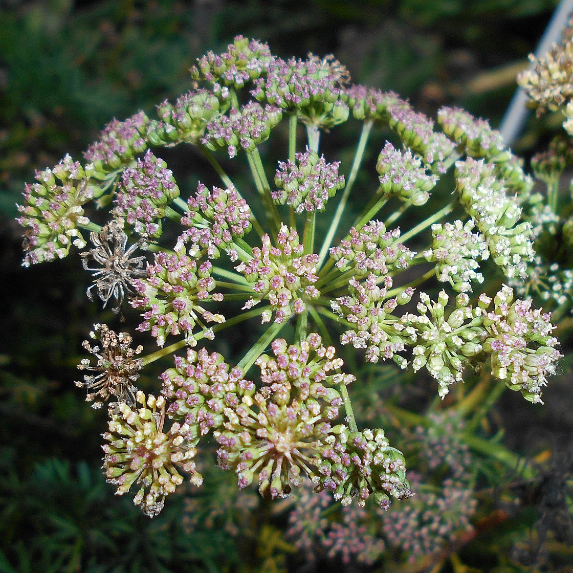FuturePlanter Steppenfenchel (Seseli Annuum) 7 FuturePlanter Steppenfenchel (Seseli Annuum)