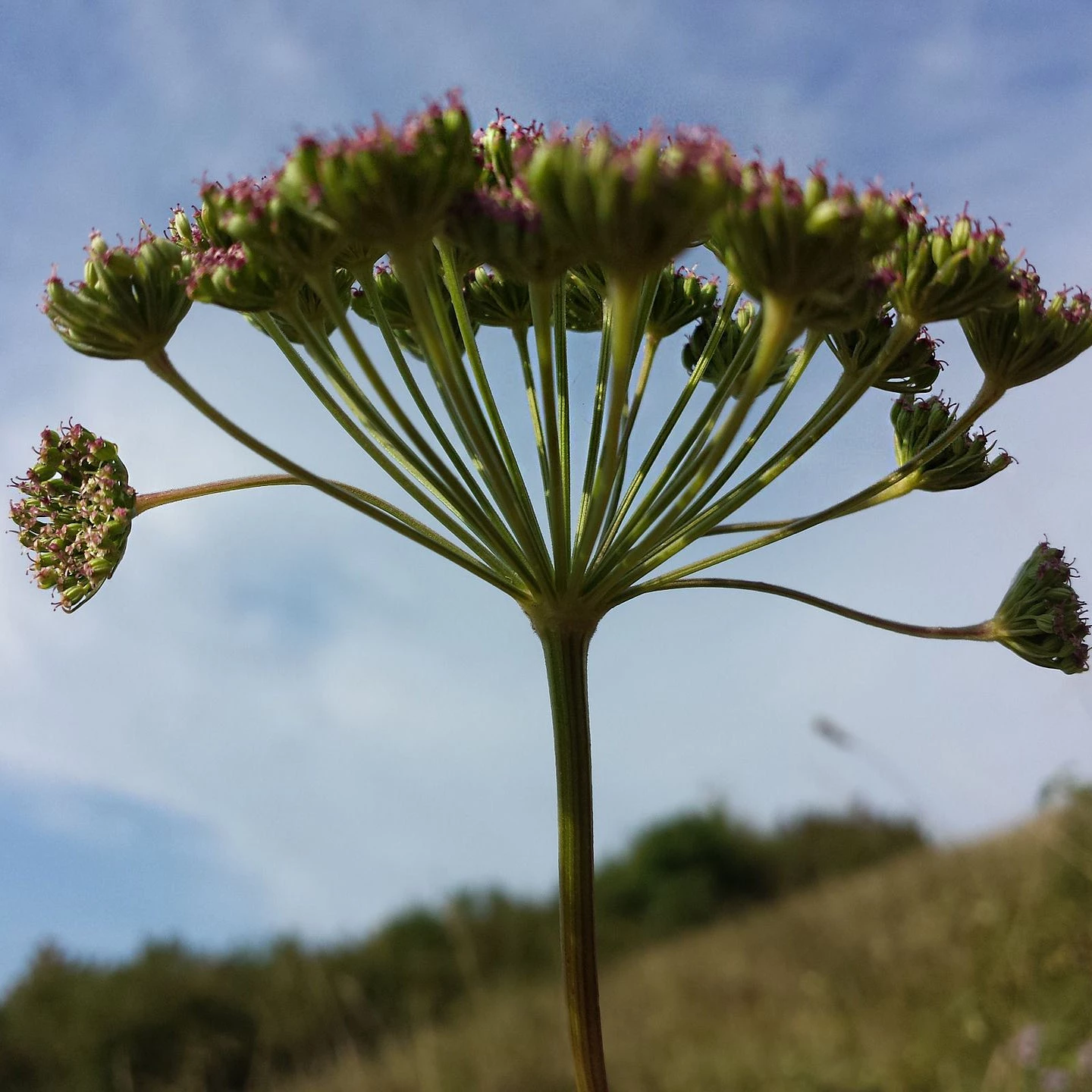 FuturePlanter Steppenfenchel (Seseli Annuum) 3 FuturePlanter Steppenfenchel (Seseli Annuum)