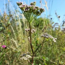 FuturePlanter Steppenfenchel (Seseli Annuum)