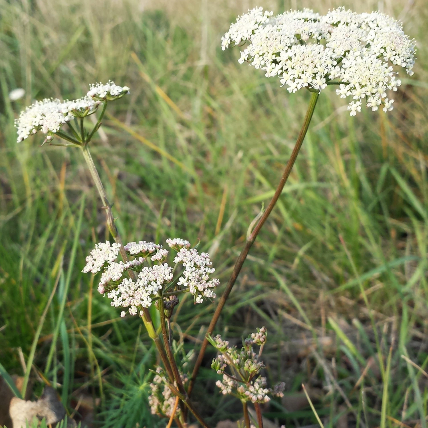 FuturePlanter Steppenfenchel (Seseli Annuum) 4 FuturePlanter Steppenfenchel (Seseli Annuum)