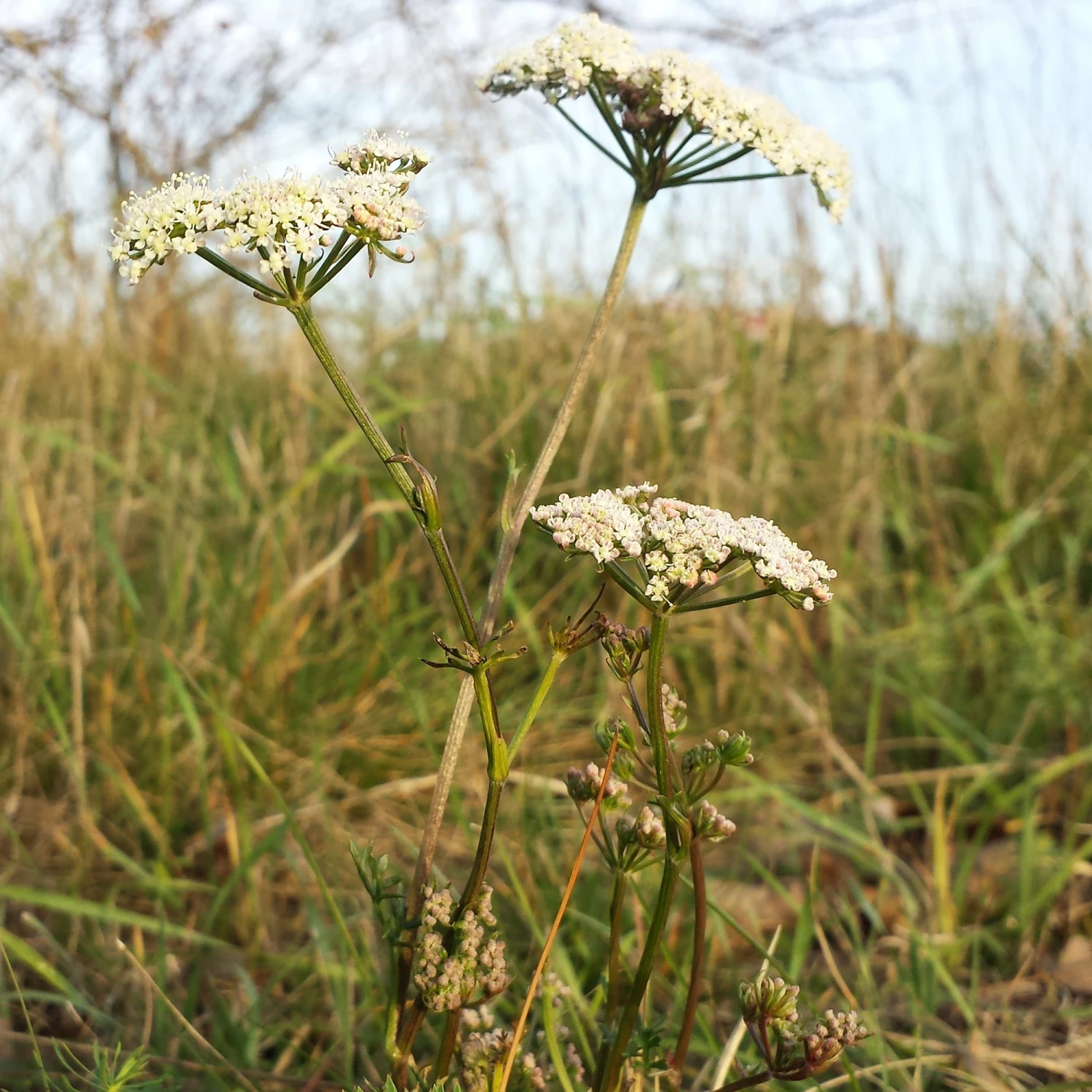 FuturePlanter Steppenfenchel (Seseli Annuum) 5 FuturePlanter Steppenfenchel (Seseli Annuum)
