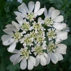 FuturePlanter "Ackerbegleitflora"-Set Alle Pflanzen Im Shop 12 FuturePlanter