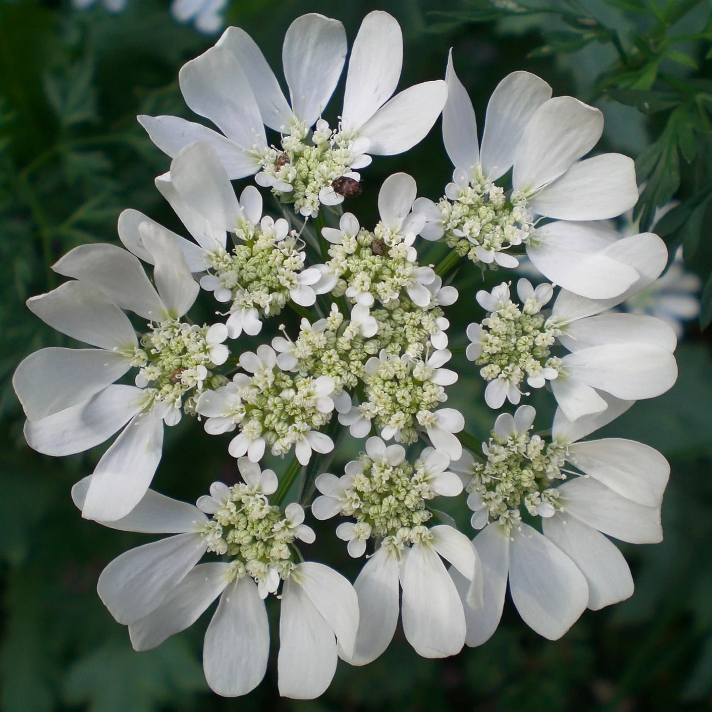 FuturePlanter "Ackerbegleitflora"-Set Alle Pflanzen Im Shop 3 FuturePlanter "Ackerbegleitflora"-Set Alle Pflanzen Im Shop