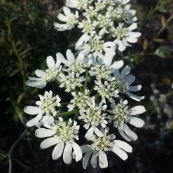 FuturePlanter Alle Pflanzen Im Shop Strahlen-Breitsame (Orlaya Grandiflora)