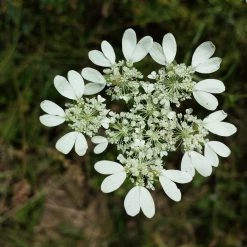 FuturePlanter Alle Pflanzen Im Shop Strahlen-Breitsame (Orlaya Grandiflora)