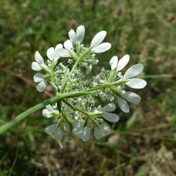 FuturePlanter Alle Pflanzen Im Shop Strahlen-Breitsame (Orlaya Grandiflora)
