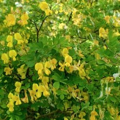 FuturePlanter Strauchkronwicke (Hippocrepis Emerus) Alle Pflanzen Im Shop 10 FuturePlanter Strauchkronwicke (Hippocrepis Emerus) Alle Pflanzen Im Shop