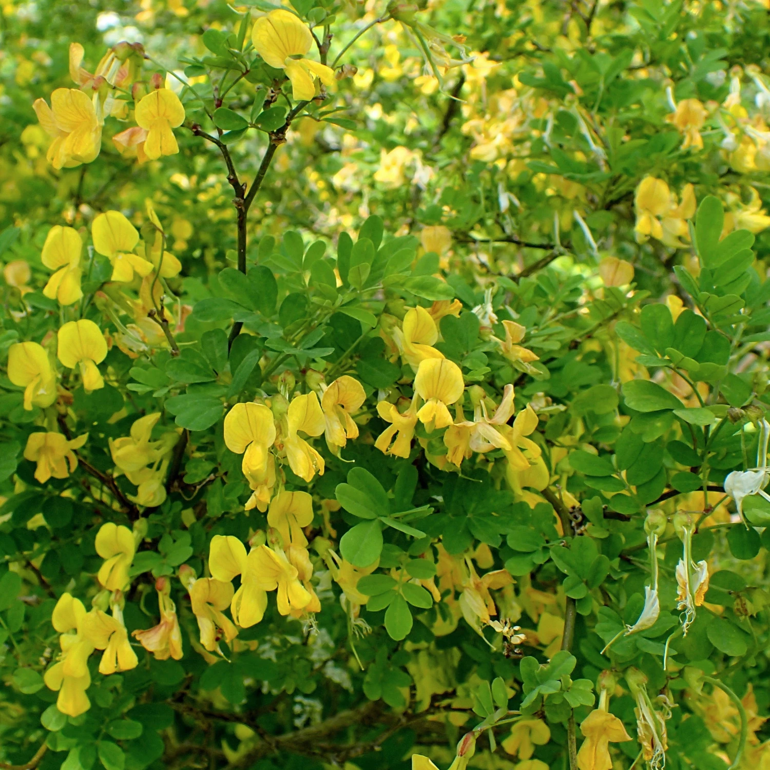 FuturePlanter Strauchkronwicke (Hippocrepis Emerus) Alle Pflanzen Im Shop 3 FuturePlanter Strauchkronwicke (Hippocrepis Emerus) Alle Pflanzen Im Shop