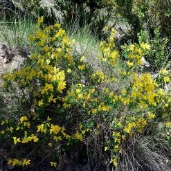 FuturePlanter Strauchkronwicke (Hippocrepis Emerus) Alle Pflanzen Im Shop 15 FuturePlanter Strauchkronwicke (Hippocrepis Emerus) Alle Pflanzen Im Shop