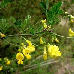 FuturePlanter Strauchkronwicke (Hippocrepis Emerus) Alle Pflanzen Im Shop 13 FuturePlanter Strauchkronwicke (Hippocrepis Emerus) Alle Pflanzen Im Shop
