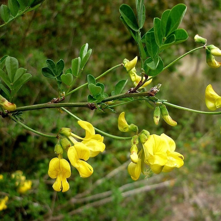 FuturePlanter Strauchkronwicke (Hippocrepis Emerus) Alle Pflanzen Im Shop 6 FuturePlanter Strauchkronwicke (Hippocrepis Emerus) Alle Pflanzen Im Shop