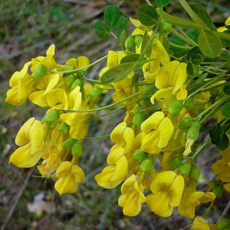 FuturePlanter Strauchkronwicke (Hippocrepis Emerus) Alle Pflanzen Im Shop 5 FuturePlanter Strauchkronwicke (Hippocrepis Emerus) Alle Pflanzen Im Shop