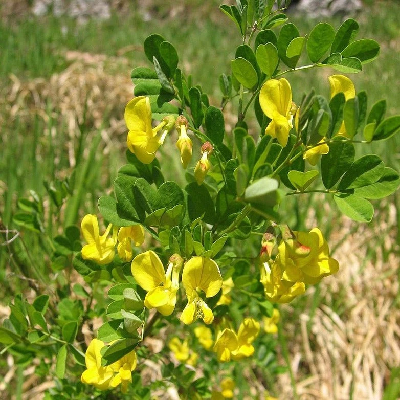 FuturePlanter Strauchkronwicke (Hippocrepis Emerus) Alle Pflanzen Im Shop 7 FuturePlanter Strauchkronwicke (Hippocrepis Emerus) Alle Pflanzen Im Shop