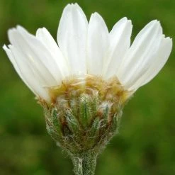 FuturePlanter Straussblütige Margerite (Tanacetum Corymbosum)