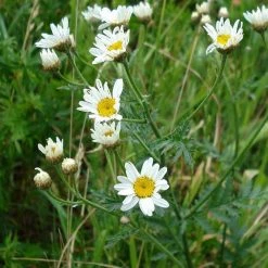 FuturePlanter Straussblütige Margerite (Tanacetum Corymbosum)