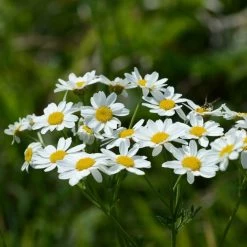 FuturePlanter Straussblütige Margerite (Tanacetum Corymbosum)